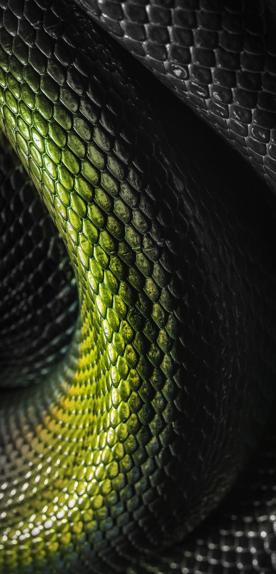 Snake_Wildlife_Animal_HD